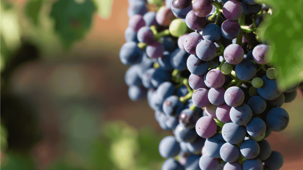 Joves d'Utiel-Requena donen una segona vida a emblemes antics d'alguns cellers a aquesta comarca 1 Purple Neon Futuristic Gaming Youtube Banner Sitio web