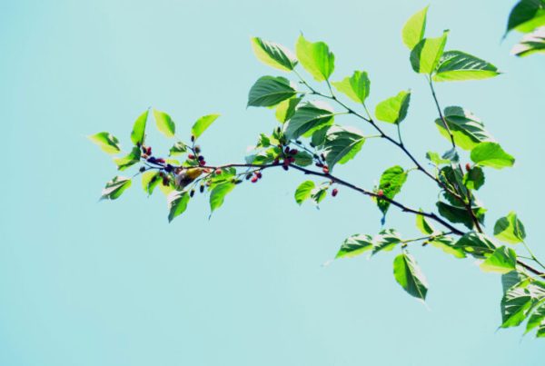 Tres cooperatives agroalimentàries valencianes s'uneixen a la comunitat Sustentta, impulsada per la Fundación Daniel y Nina Carasso en col·laboració amb Red2Red.. 2 Imagen portada 768x476 2a edicion sustentta